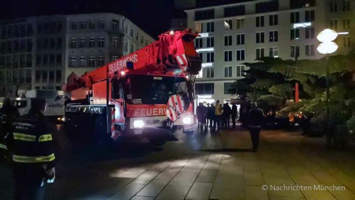 Der Münchner Christbaum wird am 8. November 2023 aufgestellt Der Münchner Christbaum wird am 8. November 2023 aufgestellt