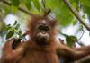 Zum Schutz von Orang-Utans: Kooperationsvereinbarung zwischen Hellabrunn und ZGF besiegelt langfristige Zusammenarbeit