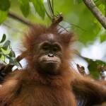 Zum Schutz von Orang-Utans: Kooperationsvereinbarung zwischen Hellabrunn und ZGF besiegelt langfristige Zusammenarbeit