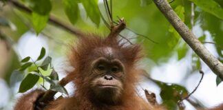 Zum Schutz von Orang-Utans: Kooperationsvereinbarung zwischen Hellabrunn und ZGF besiegelt langfristige Zusammenarbeit