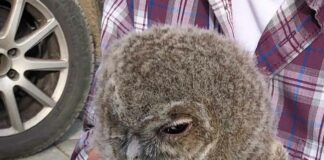 Sendling: Waldkauz-Jungtier gerettet