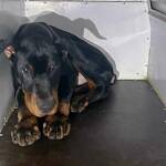 Verstoß gegen das Tierschutzgesetz - Polizei stellt sieben Hundewelpen sicher