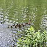 Obersendling: Entenfamilie erfolgreich umgesiedelt