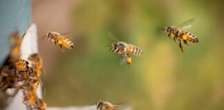 Bienenseuche in München: Sperrbezirk eingerichtet