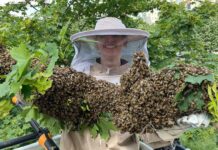Riesiger Bienenschwarm im Baum - Bogenhausen