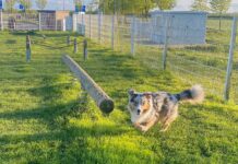 ADAC: Hundewiesen an Rastanlagen vielfach unbekannt