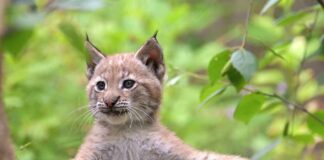 Kleine wilde Katzen – dreifacher Luchs-Nachwuchs in Hellabrunn