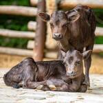 Veranstaltungstipp: Aktionstag „KLIMA, TIER UND WIR“ im Tierpark Hellabrunn Veranstaltungstipp: Aktionstag „KLIMA, TIER UND WIR“ im Tierpark Hellabrunn