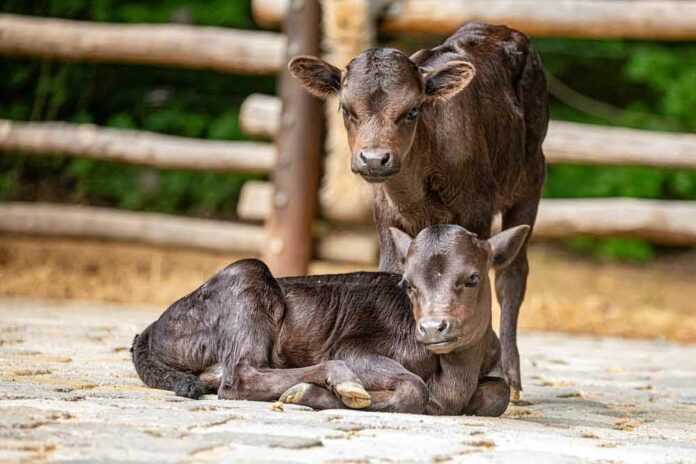 Veranstaltungstipp: Aktionstag „KLIMA, TIER UND WIR“ im Tierpark Hellabrunn