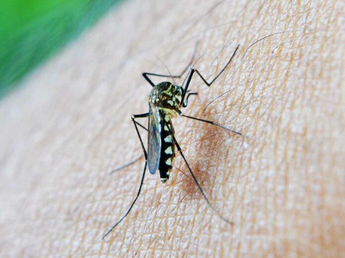 Gefahren durch Insektenstiche in Urlaubsregionen Gefahren durch Insektenstiche in Urlaubsregionen