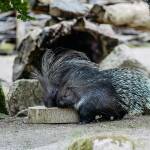 Forschung in Hellabrunn: Wie beschäftigen sich Stachelschweine?