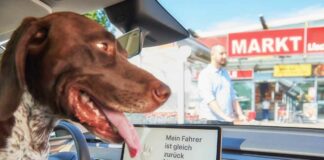 Hundemodus hält Temperatur im E-Auto konstant
