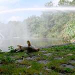 Fischsterben im Westparksee