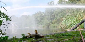 Fischsterben im Westparksee
