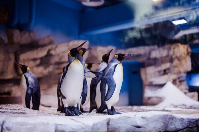 Die Pinguine sind zurück in der Hellabrunner Polarwelt