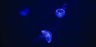 Neuer Quallenkreisel im Hellabrunner Aquarium