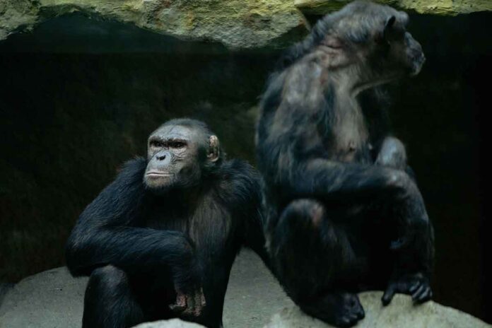 Erster Meilenstein bei der Schimpansen-Eingewöhnung: Jambo und Zenta kommen sich näher Erster Meilenstein bei der Schimpansen-Eingewöhnung: Jambo und Zenta kommen sich näher