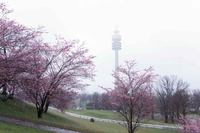 Kirschblütenzeit im Olympiapark Kirschblütenzeit im Olympiapark