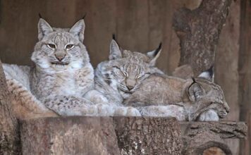 Neue Wege für die Hellabrunner Luchs-Haltung