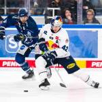 Red Bull München unterliegt zum Hauptrunden-Abschluss den Straubing Tigers