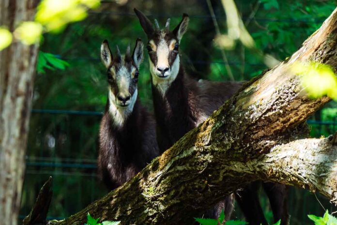 Neu in Hellabrunn: Vier Alpengämsen und ein Kunekune-Eber Neu in Hellabrunn: Vier Alpengämsen und ein Kunekune-Eber