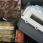 Tierisches Osterfest