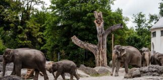 Tierpark Hellabrunn: Erstes Kennenlernen mit Rani und Savani verläuft harmonisch