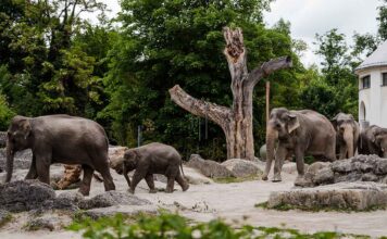 Tierpark Hellabrunn: Erstes Kennenlernen mit Rani und Savani verläuft harmonisch