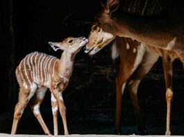 Hellabrunn - Tierischer Nachwuchs im Wonnemonat Mai