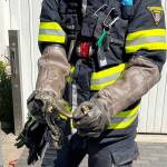 Feuerwehr fängt Schlange ein