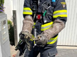 Feuerwehr fängt Schlange ein