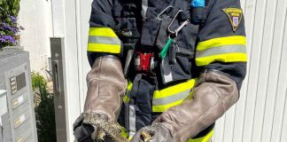 Feuerwehr fängt Schlange ein