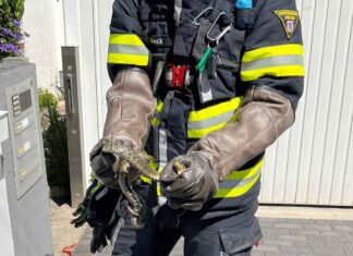 Feuerwehr fängt Schlange ein