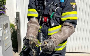 Feuerwehr fängt Schlange ein