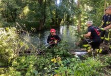 Gefahr für Schwimmer - Feuerwehr entfernt mehrere Bäume aus dem Auer Mühlbach