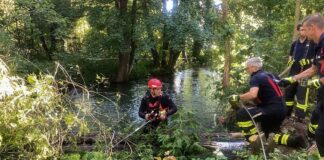 Gefahr für Schwimmer - Feuerwehr entfernt mehrere Bäume aus dem Auer Mühlbach