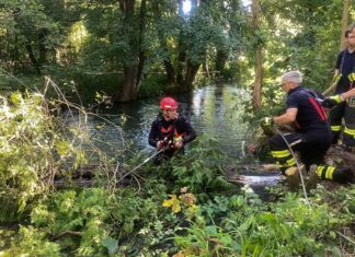 Gefahr für Schwimmer - Feuerwehr entfernt mehrere Bäume aus dem Auer Mühlbach
