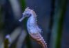 Neue Botschafter für Seegraswiesen: Zebraschnauzen-Seepferdchen im Hellabrunner Aquarium