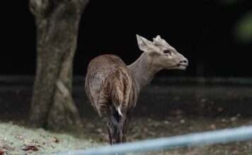Neue Tierart in Hellabrunn: Schweinshirsche