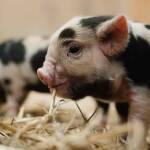 Schweinerei im Mühlendorf: Nachwuchs bei den Kunekune