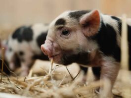 Schweinerei im Mühlendorf: Nachwuchs bei den Kunekune