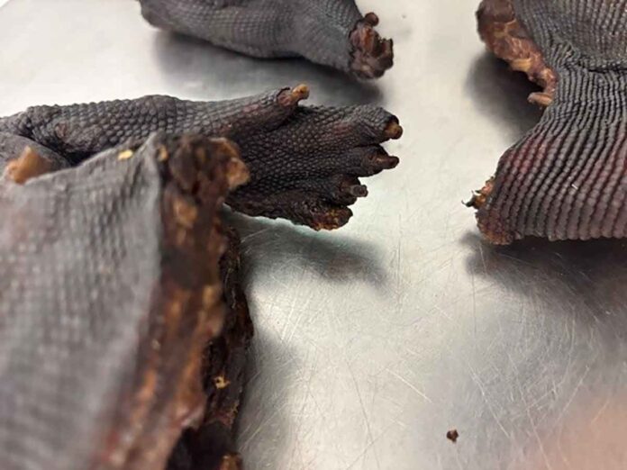 Zoll entdeckt Waranfleisch bei Reisendem aus Lagos