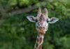 Hellabrunn: Giraffe Bahati verstorben