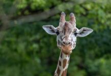 Hellabrunn: Giraffe Bahati verstorben