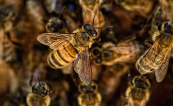 Amerikanische Faulbrut bei Bienen: Sperrbezirk eingerichtet Amerikanische Faulbrut bei Bienen: Sperrbezirk eingerichtet