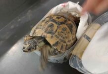 Sieben lebende Tunesische Landschildkröten im Handgepäck entdeckt