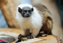 Zweifarbentamarine neu in Hellabrunn - kleine Primaten mit großer Botschaft für den Artenschutz