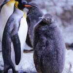 Aus dem Gröbsten raus: Der Nachwuchs bei den Königspinguinen in Hellabrunn Aus dem Gröbsten raus: Der Nachwuchs bei den Königspinguinen in Hellabrunn