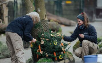 Natürliche Beschäftigung zur Weihnachtszeit: Christbäume für die Tiere in Hellabrunn