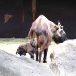 Nachwuchs in Hellabrunn bei den Mishmi-Takinen Nachwuchs in Hellabrunn bei den Mishmi-Takinen